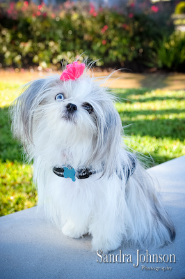 Best Orlando Pet Photographer - Sandra Johnson (SJFoto.com)
